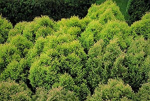 ベストホーム 岡山 人気の植木 コニファーガーデン 庭植えに適したコニファー ラインゴールド